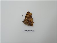 藏品(蛺蝶科(1))的圖片